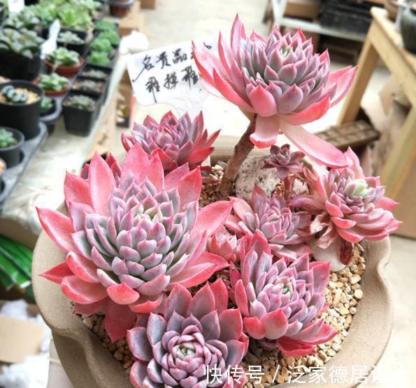 多肉植物|9月养盆多肉紫罗兰女王,容易群生颜色美,淋雨后仙气十足