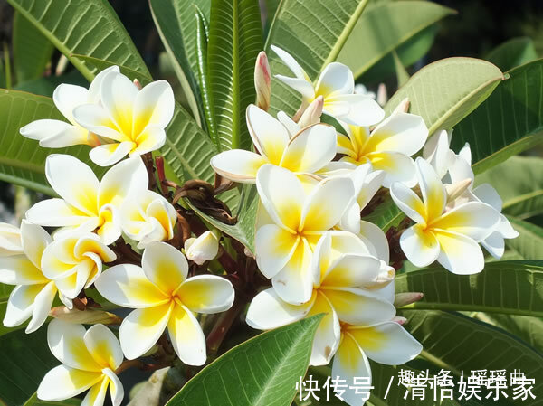 引种$此花只在夏季开放,构成一幅优雅高贵的图案,是充满希望的新生