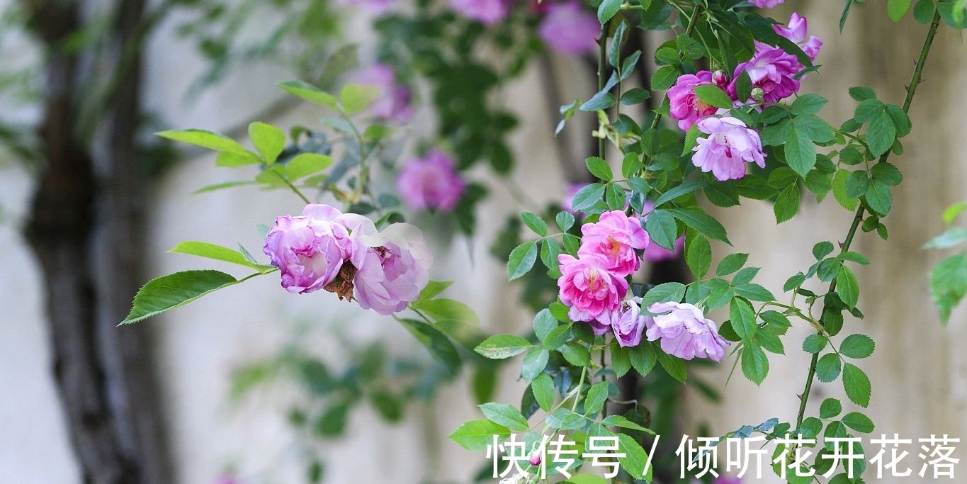 惜春!黄庭坚逆境中的一首独出心裁之作,空灵蕴藉,深沉含蓄,情趣盎然