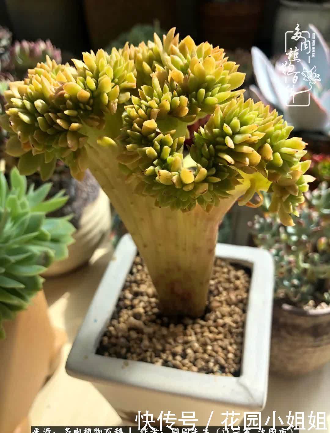 不羡鸳鸯不羡仙,只羡东北来春天!多肉冬去春来!