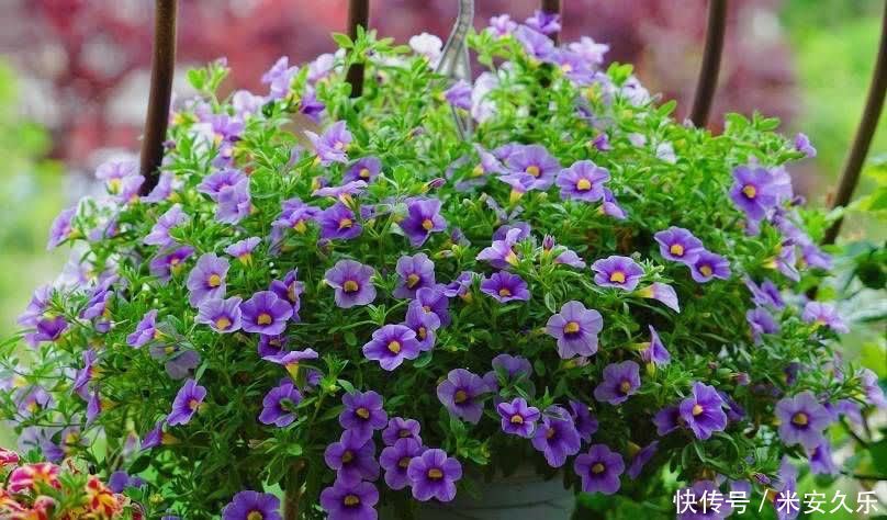 阳台上|百万小铃这样养,美得不要不要的,冠幅大开花多,阳台太美了