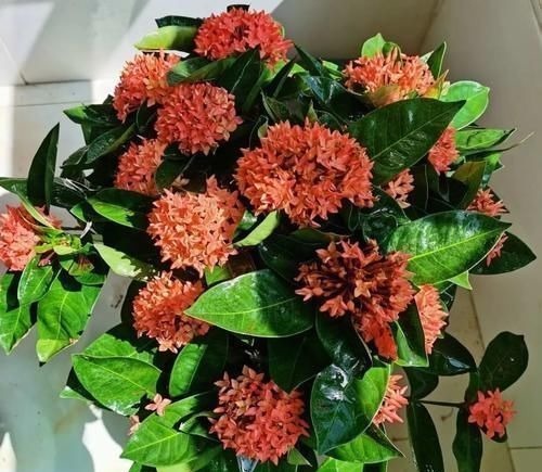 “最累”的8种花,花开连续几个月,一次开花几百朵!