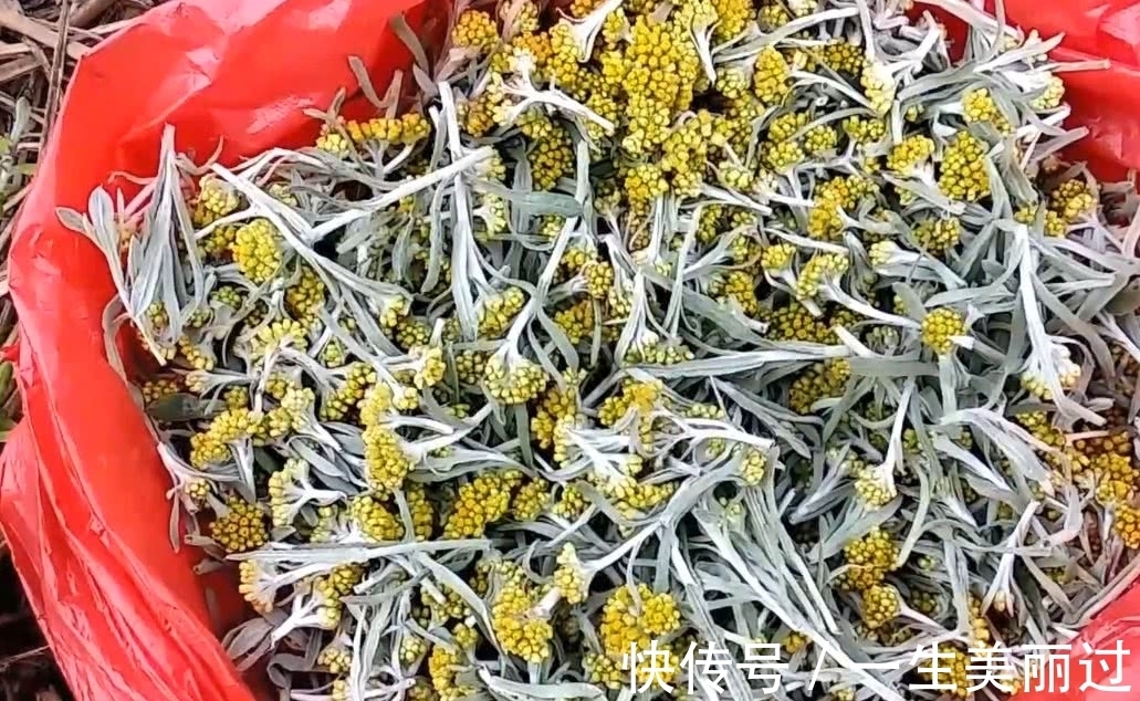 药用价值|田野里面开着小黄花的野菜,可制作一种美味小吃,有一定药用价值