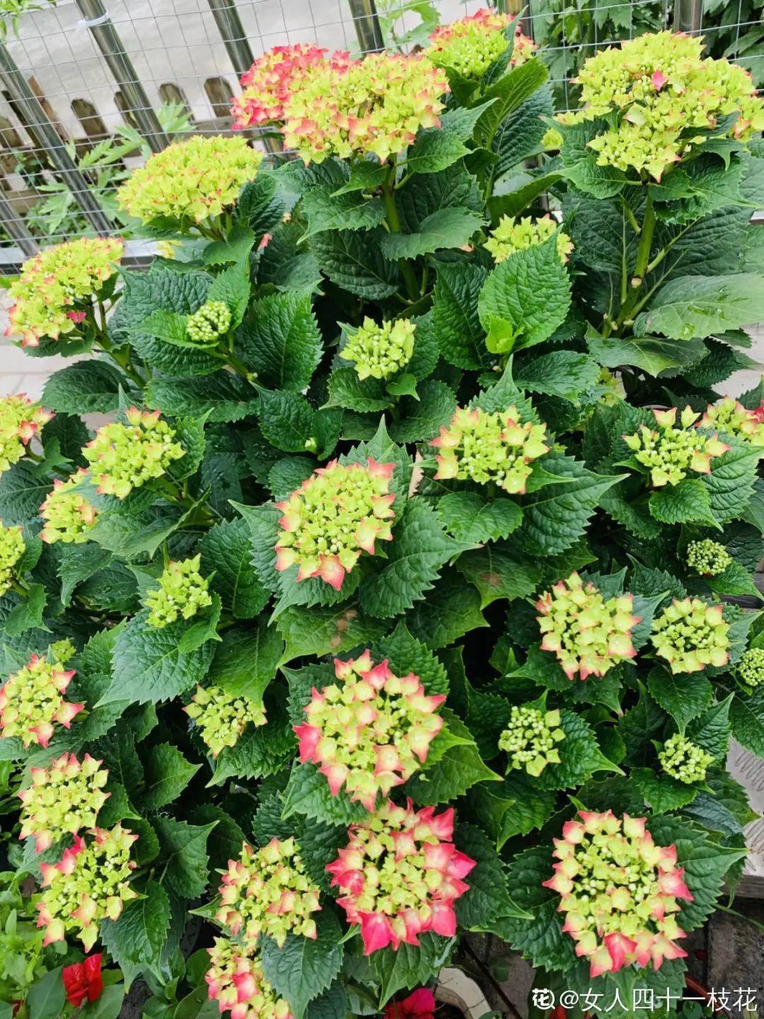 营养液|马上进入花期的花,10天一次肥,下个月就开花