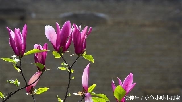 种植|最适合庭院、屋顶绿化种植的植物，各月开花顺序整理，不收藏吗？