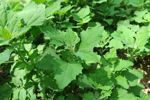 膳食纤维|最常见的一种野菜,可祛湿、解毒、除口臭、有效解决便秘!