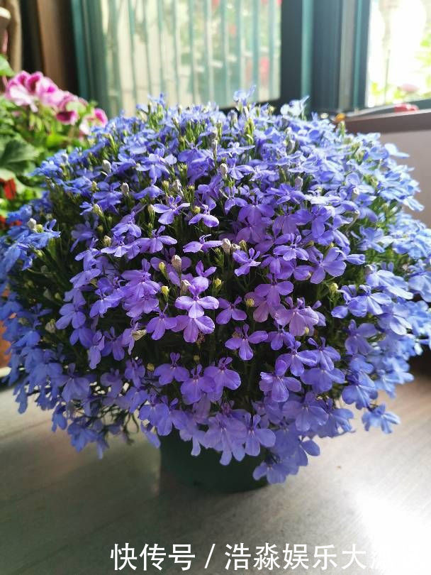 翠蝶花|喜欢养花,首选“珍稀牡丹”日本红,花色艳丽,红艳欲滴!