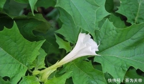 农村|农村这些野草野果不能乱吃，不然会中毒，这野草野果你都认识吗