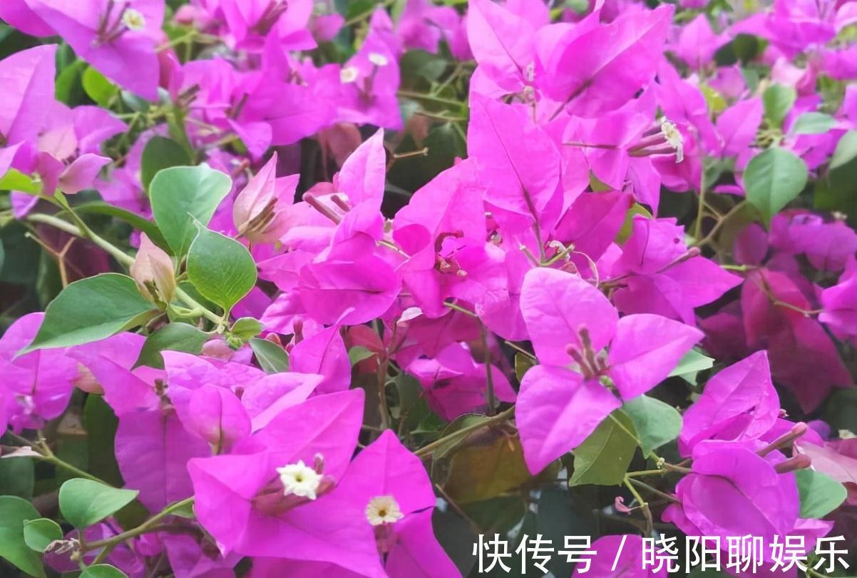 农历九月十八霜降后,养什么花?家里养3种花,生活快乐万事顺意