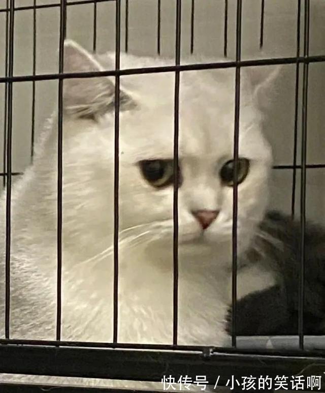 |Merry Christmas 冷段子2022