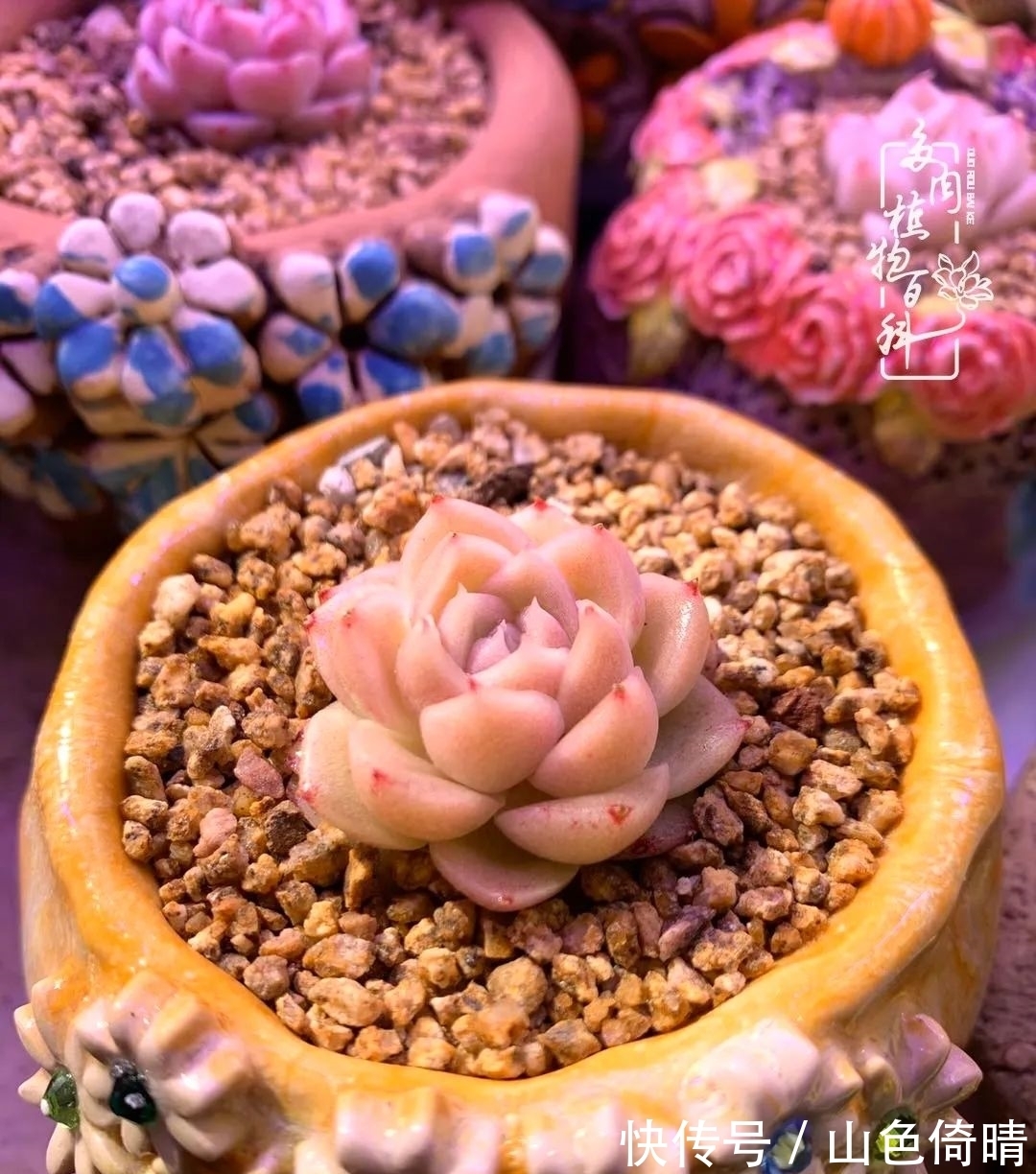 我与多肉植物百科的398天离别又重逢!