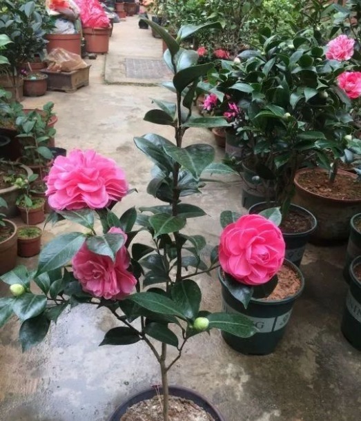 很多人觉得盆栽茶花难养,没法开花,多做2步,迎刃而解