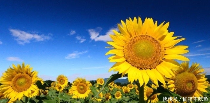 还能入药,能预防贫血、延缓衰老、调节情绪