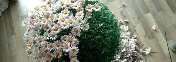 花开败后,手痒剃了个头,剃完就开花,一直剪一直开!