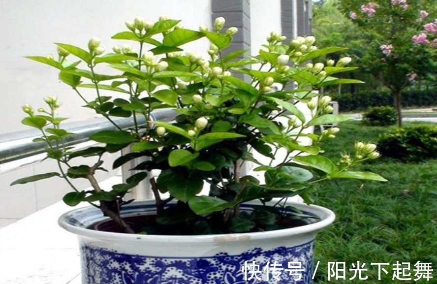 冬天5种花不能“懒”,没事多剪剪,冬季枝繁叶茂,春季开花爆盆