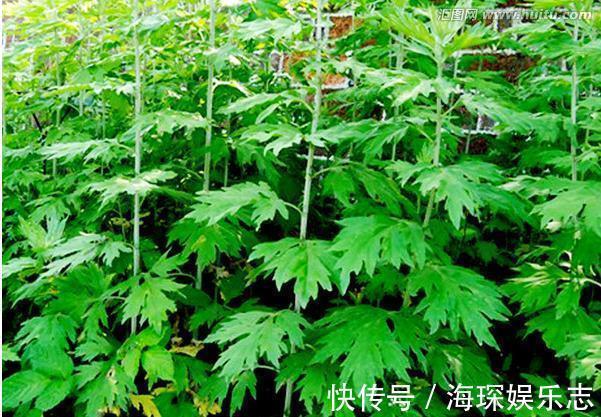 gt|7种“有益花”,养在家里身体好,清新空气病菌少,你家还没养