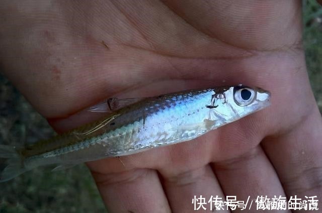 鱼层|冬天狂口的水中精灵银鮈，方法用好野钓也可以小爆护哦！