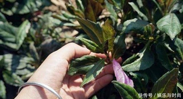 一种“补血菜”,是阳台种菜首选!盆栽上几盆,好看好吃,营养高!