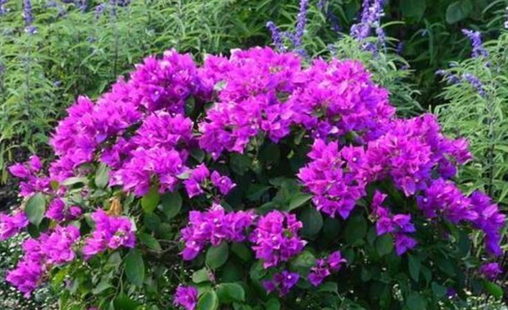 对于开花多次的盆栽,磷酸二氢钾要“搭配”使用,教你2个方法