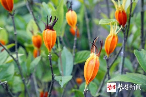  栀子花果实|栀子花结果你见过吗？