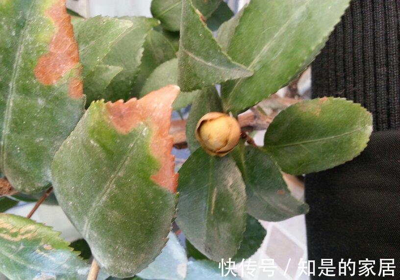 软腐病|5种花美则美矣,就是不好养,没有四五年的养花经验,越养越闹心
