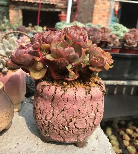 农村“穷养”多肉,一养一个大老桩,群生养爆盆