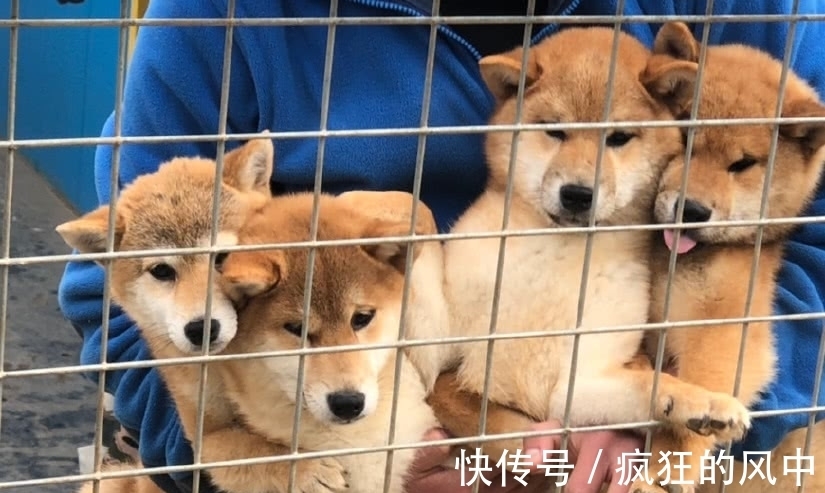 新成员|《向往的生活》路透，何炅黄磊彭昱畅进村，四位“新成员”引瞩目