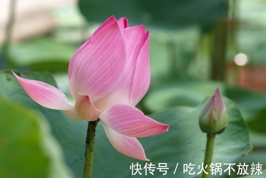 大林木|11月上旬，4属相贵人相助，桃花如虹，爱情甜蜜，生活顺心