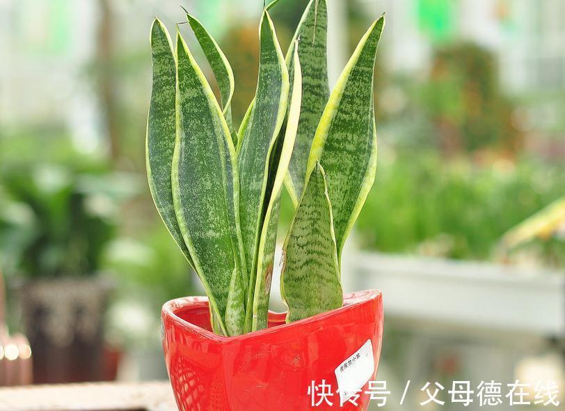 虎皮兰叶子不断低垂,慢慢发黄又烂根,这样做能解决