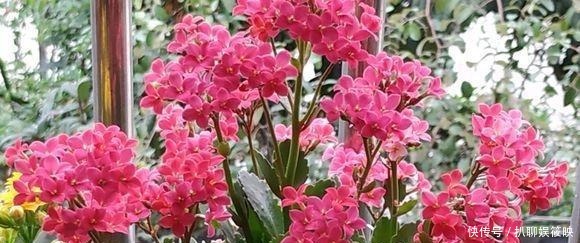 光照就可以|家里养花,就选这几种,一年四季不用管,给点阳光就开花