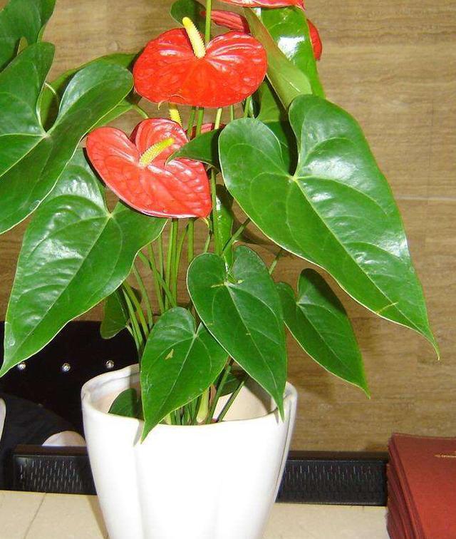 养红掌,5点“小技巧”,1盆养10年,花儿红彤彤,四季开花不断