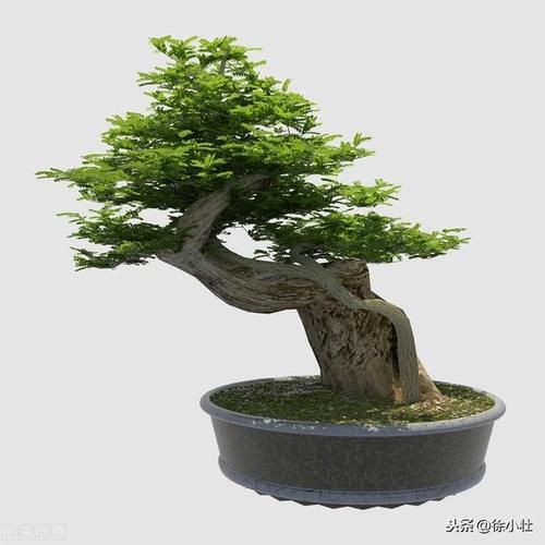 盆景枝条如何快速增粗？