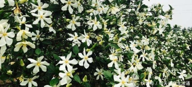 米兰花|这4种花香到让人怀疑人生，室内放一盆，满屋都是清香味！