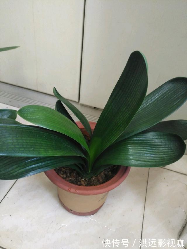 浇水|君子兰浇水4要点,掌握君子兰四季浇水技巧,开花爆盆不难