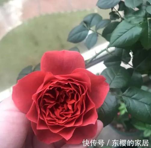 月季|火热巧克力,此款月季吃货们,千万要留意了