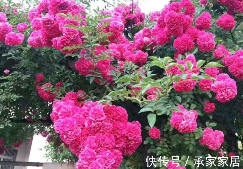 花卉|家门口有块空地，种上1种小红花，颜色艳丽香味浓郁，开出花海