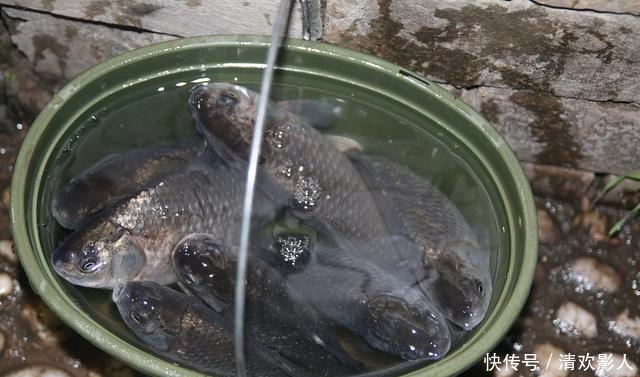 鱼类|秋末夜钓的3个思路,不一定效果好,但愿对您有参考价值