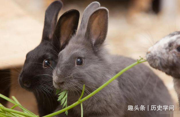 属兔|生肖猪上等的“婚配对象”，如果找对了造福一生，这对非常般配