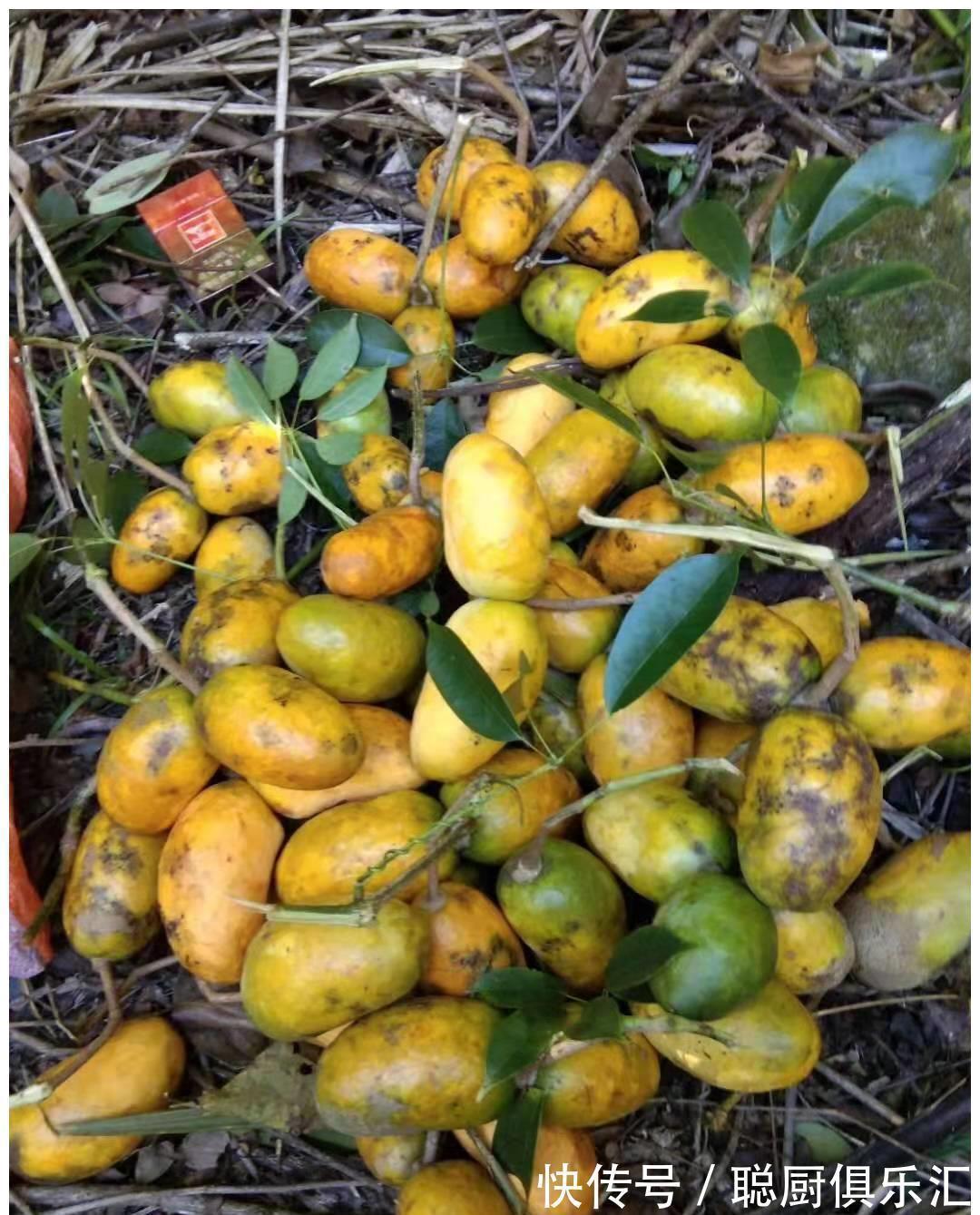 农村娃|这种野果80、90后的农村娃一定吃过,很多城里人不一定认识!