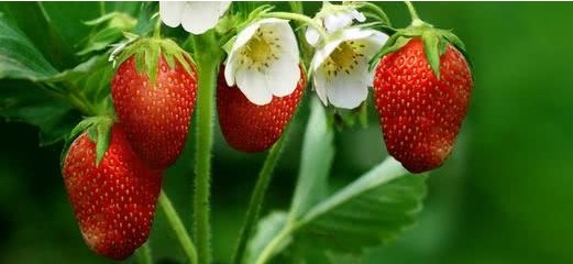 女性|黄体酮“快干枯”的女人,身体有什么迹象6种食物不妨多吃一点