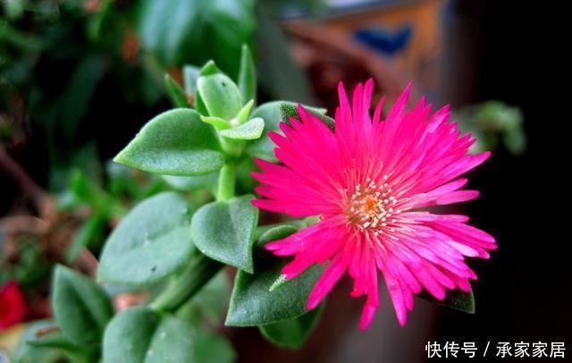 牡丹|家里养花就养它,扔个枝条就生芽,长出大盆的菜,开出满满的花