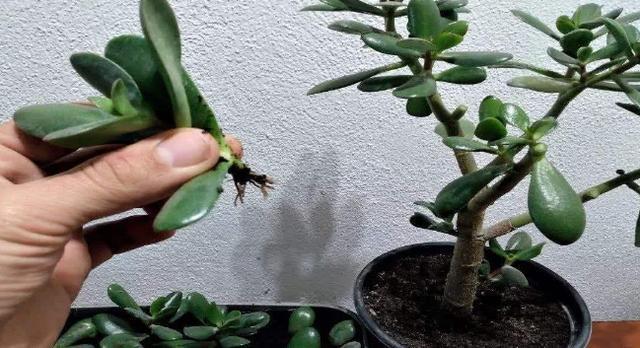 修剪|多肉枝干徒长学会剪一剪,母株变美、枝干扦插成新生幼苗