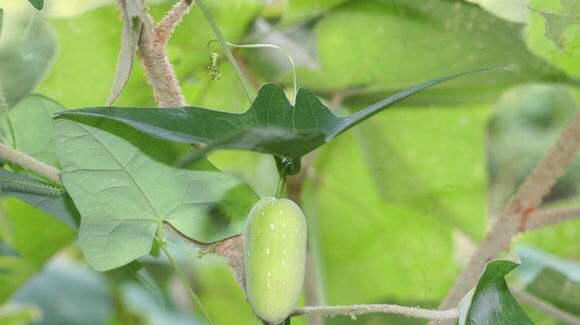 一种生长在山里的野生果实,没有多少人吃过,种子是棕褐色的,很甜