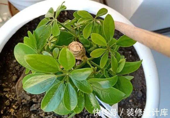 花友|7种花，现在要砍头，冲天炮变成爆炸头