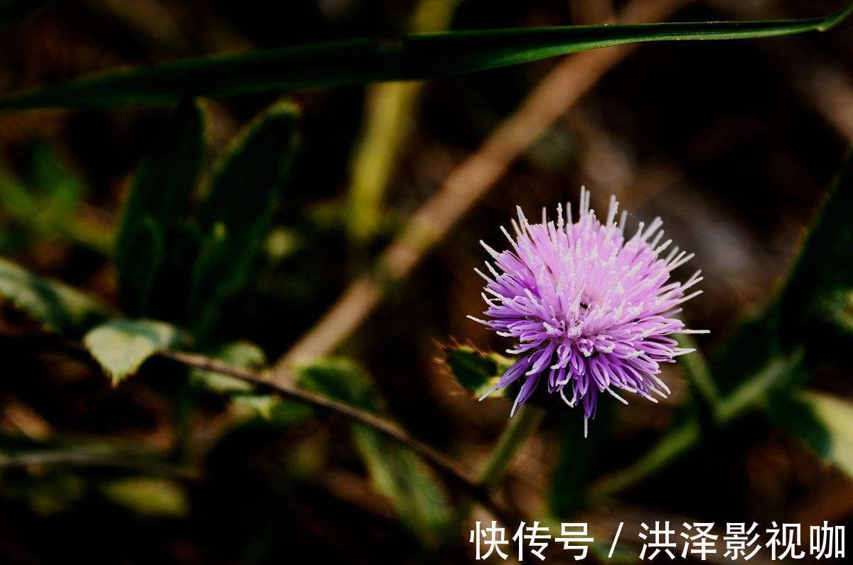 巴尔扎克@人要有生存的方向,巴尔扎克让我看到心的意义,保持本色人生!