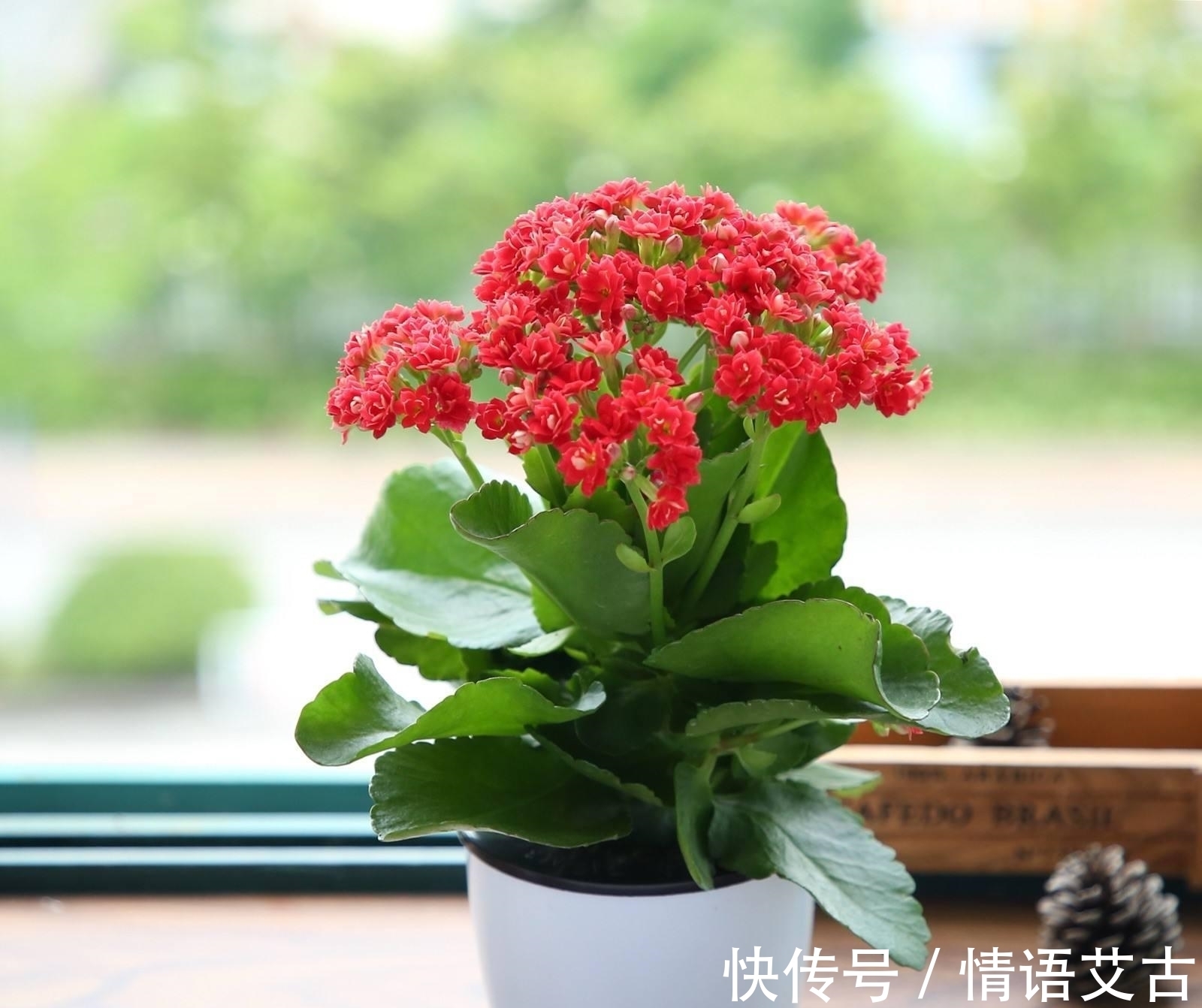 长寿花要想开花美,冬季养护要注意这几点