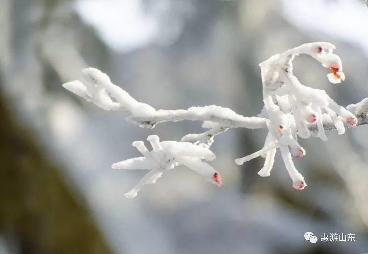 泰山银装素裹后石坞，雪松玉树赛仙境！