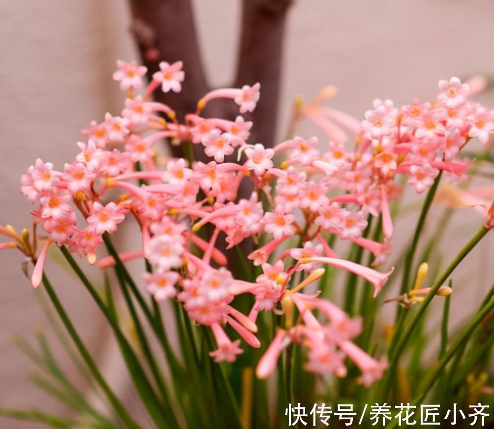 适合现在栽种的5种“小种球”,冬季就能开花,一盆满屋飘香