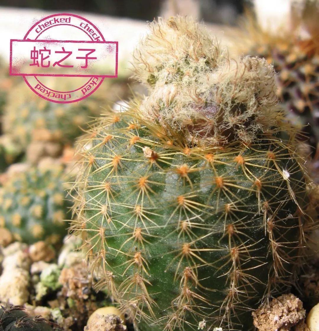 士童|误以为仙人掌很难开花，凑齐“4个条件”，开花一点不稀奇！