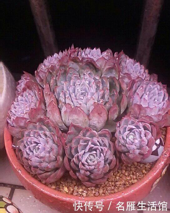 多肉|多肉,心灵的净土!一旦沾上就无法自拔!